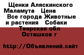 Щенки Аляскинского Маламута › Цена ­ 10 000 - Все города Животные и растения » Собаки   . Тверская обл.,Осташков г.